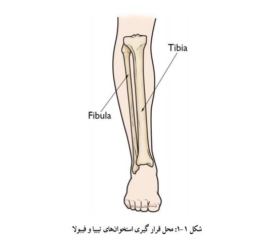 آناتومی ساق پا