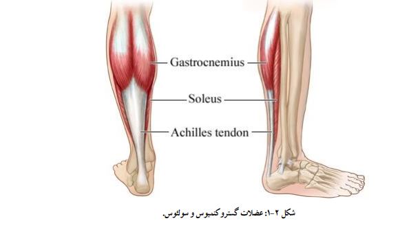 عضلات ساق پا