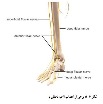 عضلات ساق پا